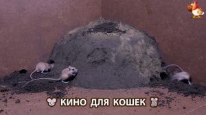 Видео для кошек про крысок развлекать питомцев 🐭🐀😂 (362)