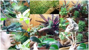 Цветочный вечер. Тилландсии. Флорариум. Новинка.Коряги в цветочном интерьере.