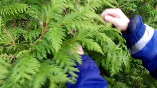 Черенкование туи . Часть 1.