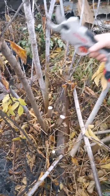 Аккумуляторный секатор BL CROWN CT29001HX #shorts #crownбезграниц #сучкорез #обрезкакустов #краун