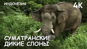 Дикие суматранские слоны. Индонезия. 2025 г. Съёмки на дрон DJI Mavic 4 Pro.