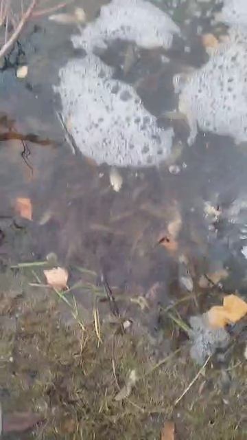 Вот и ещё пруд маленько запрудили!!!