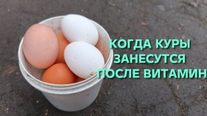 Когда куры-несушки начнут нестись после того как дал им витамины