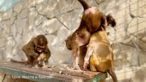 Игрушки С НАЧИНКОЙ! Степа контролирует Маню и Тосю, чтобы не объелись - вытолкал девчонок с полки!