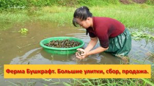 Ферма Бушкрафт в Пханге. Вьетнам.  Большие улитки, сбор, продажа.