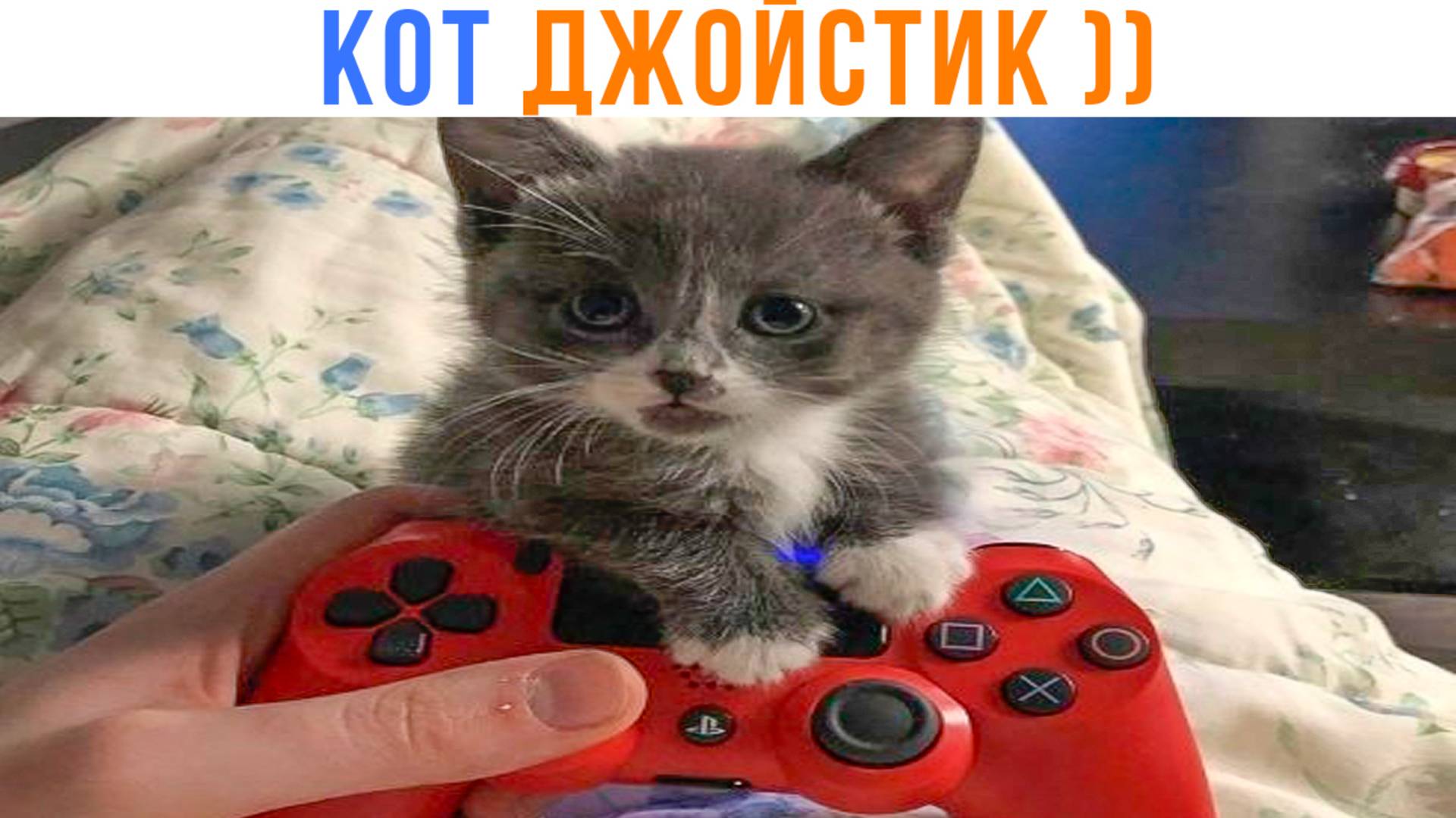 КОТ ДЖОЙСТИК ))) Приколы с котами | Мемозг 1680 смотреть онлайн