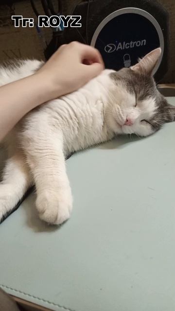 Тактильная кошка #vlog #влоги #обзор #кот