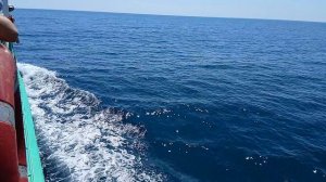 Морская  🏝⛵️🚤  прогулка 🏝 с зажигательным ведущим # Абхазия !!4100119466649899 На развитие канала
