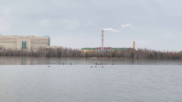 Уточки на Комсомольском озере в Нижневартовске// Западная Сибирь сентябрь