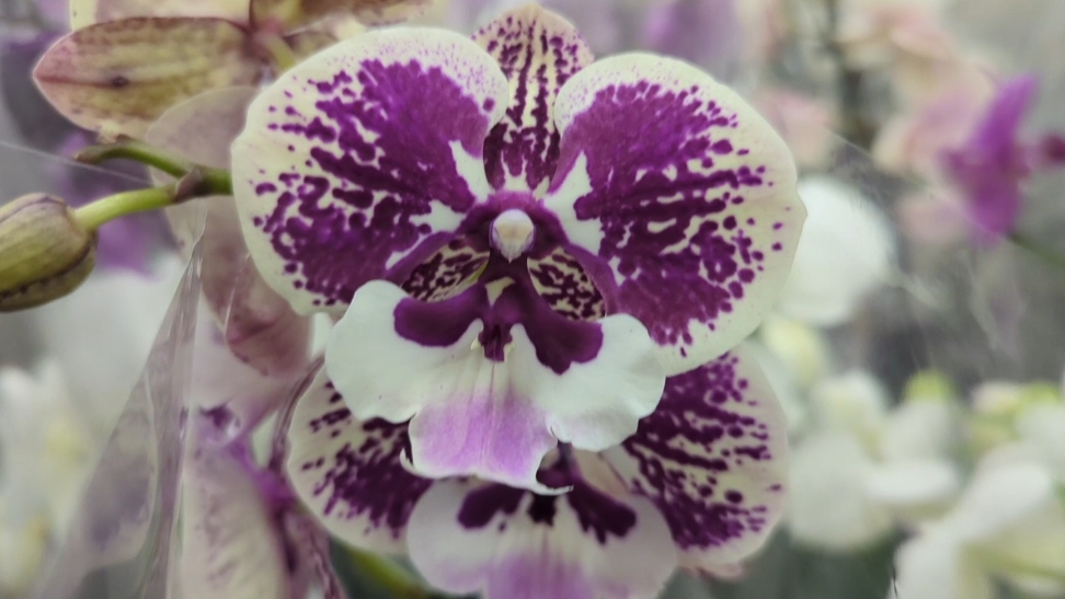 01-11-2025.прогулка по ОБИ Мега Парнас. смотреть онлайн