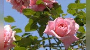 Песня Роза В исполнении группы "САДКО