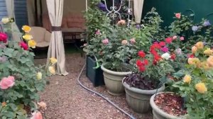 Как развивался мой горшечный сад с розами с 2020 - по 2024г🌹🌿🌹🌿🌹