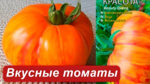 Мои новые томаты сезон 2025