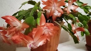 Как продлить цветение декабриста, чтобы не сбрасывал бутоны