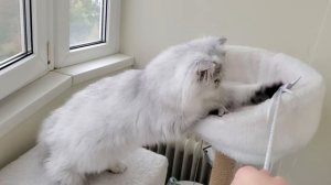 Сапфир 06.10. 2025 из Mon Angel