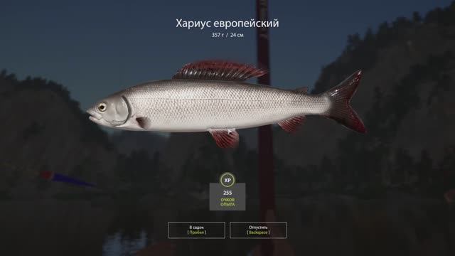 РУССКАЯ РЫБАЛКА 4. РЫБАЛКА ДЛЯ ДУШИ !!! ЛОВИМ ХАРИУСА НА БЕЛОЙ! смотреть онлайн