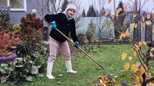 1 ноября дача |страшный зверь на кухне, режу пасконник, убираюсь в цветнике (1)