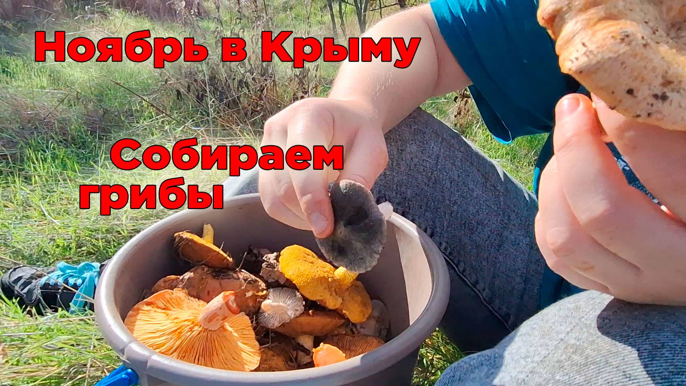 Грибной дождь в Крыму! Невероятный улов маслят и мышат!