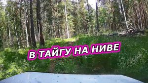 По Таежной Дороге на НИВЕ -  Где Хороводят Березки с Соснами