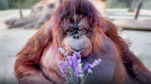 Сначала ПОДАРИЛИ, потом УКРАЛИ, батей не пахнут- РАЗОЧАРОВАНИЕ! Но лаванда ХОРОША! Подарки для Даны.