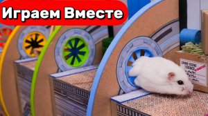 УМНЫЙ ХОМЯК ВЫБИРАЕТСЯ И СУПЕР СЛОЖНОГО НАУЧНОГО ЛАБИРИНТА 🐹🐹🐹 ВИДЕО ПРО ХОМЯКА ДЛЯ ДЕТЕЙ