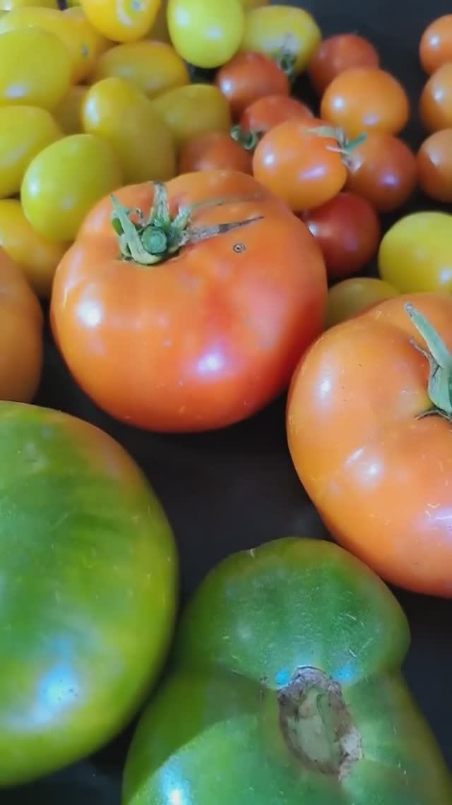 Урожай в первый год, как мы купили участок!🍅🍅🍅🥒🥒🥒🍆🍆🍆🥬🥬🥬🥕🥕🥕 смотреть онлайн