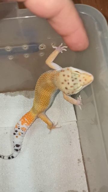 Ещё один парнишка эублефарчик 2025 года в продаже! смотреть онлайн