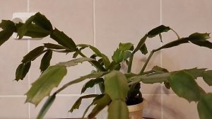 Зри в корень. Страница надежды