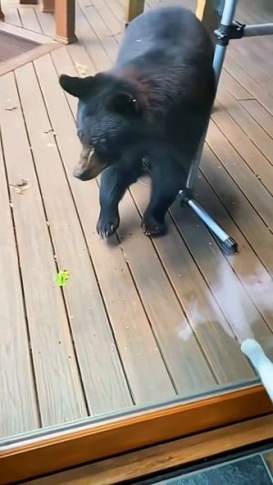 Смешные животные.