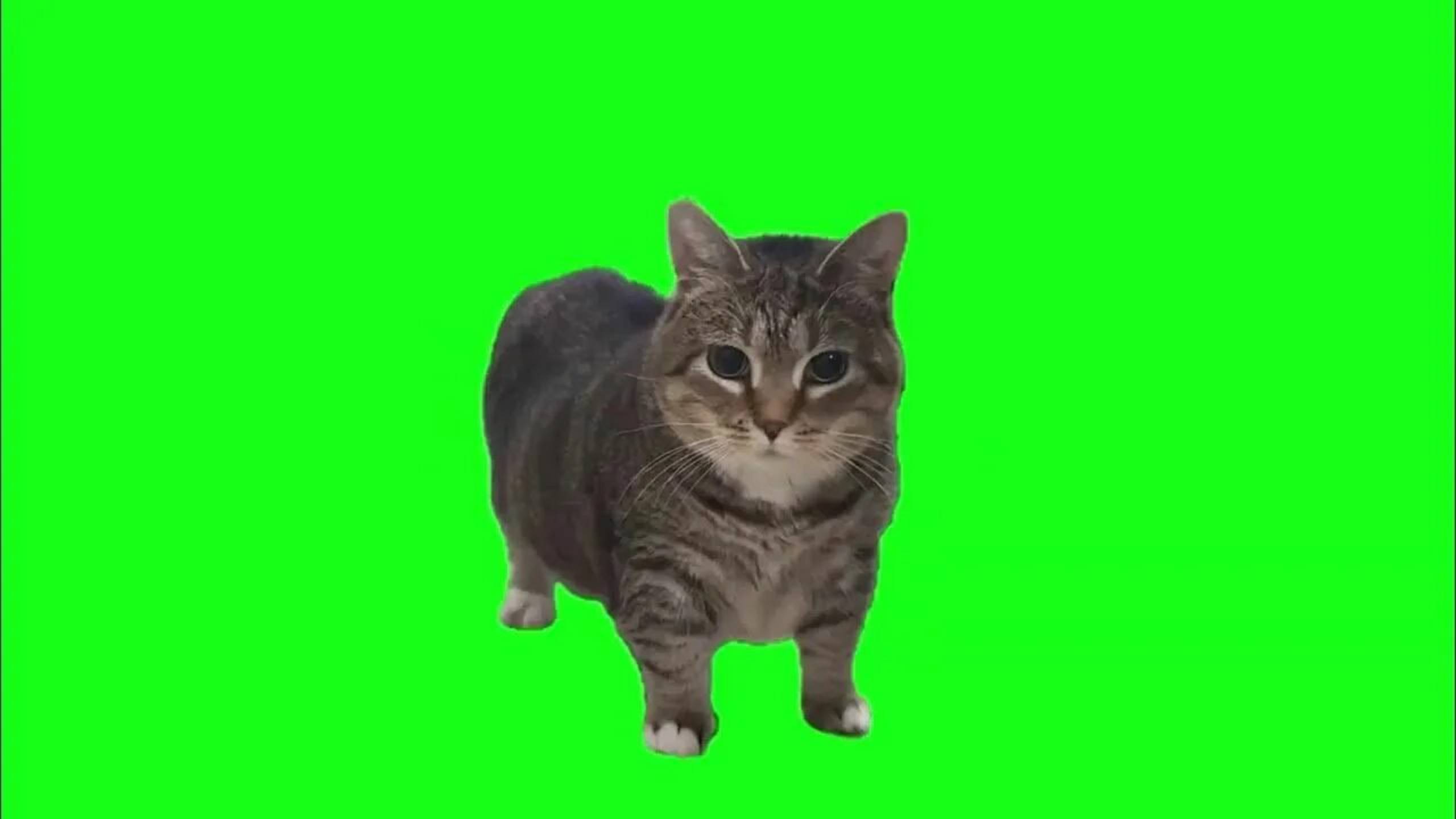 Spinning Cat OIIA OIIA