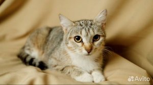 Как слепить кошечку из воздушного пластилина