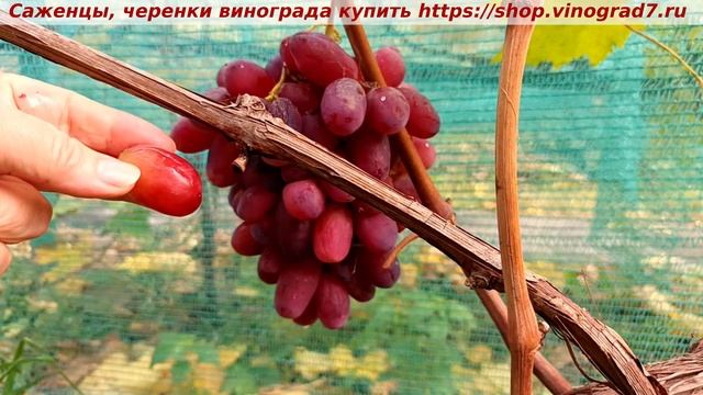 👍Виноград 1 ноября ультрараннего срока созревания, сохранившийся на кустах созревшим  БЕШЕВСКИЙ.