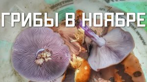 Собираем грибы осенью в НОЯБРЕ Подмосковье