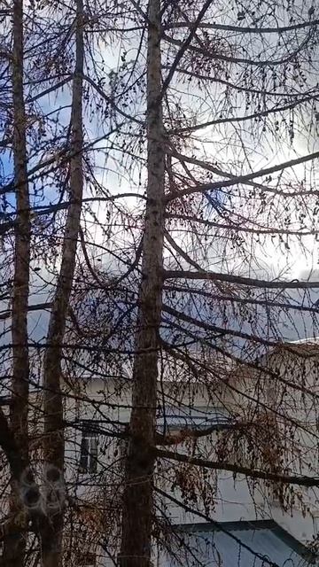 Ноябрь🍂Лиственница🌲Синички 🐦 #осень #autumn #природа #nature #naturelovers смотреть онлайн