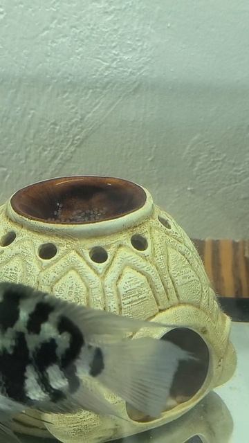 сапфировые попугаи смотреть онлайн