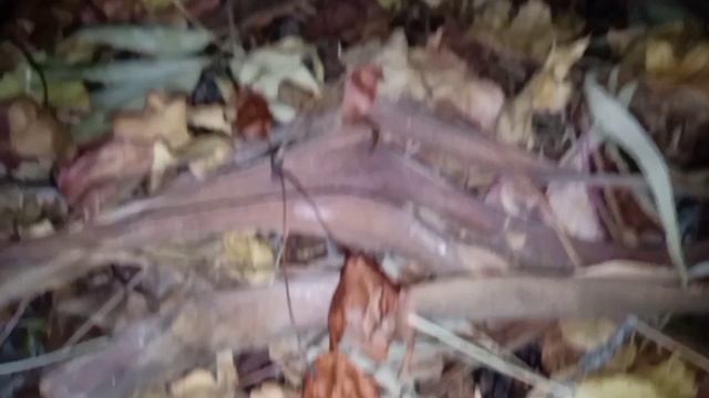 ПАХНЕТ ХРИЗАНТЕМАМИ В САДУ смотреть онлайн