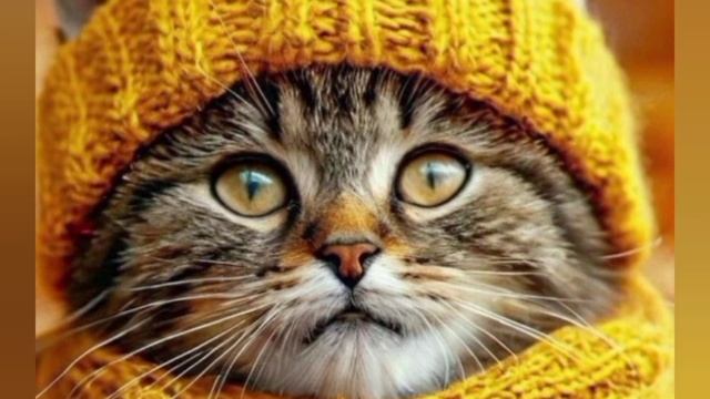 Самым близким! 🍁🍁🍁 смотреть онлайн