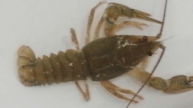 раки 🦞 смотреть онлайн