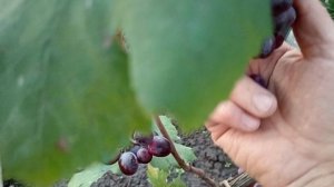 Г/Ф.винограда
СКАЗКА.(Калугина.В.М.) контакт.тел.+79994243159