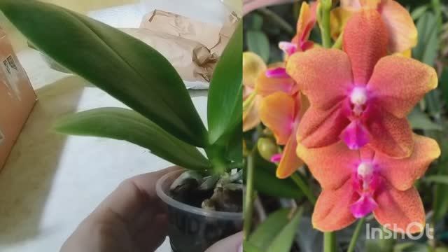 Новая орхидея.🌿 Небольшая распаковочка. 📦