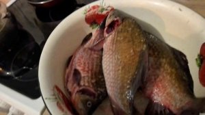 Жизнь аборигенки. Он не хочет а я хочу. Приготовление вкуснейшего карася.  28.10.25.