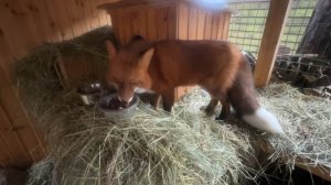 Лиса-Алиса. Угощение всем, но где Алиса