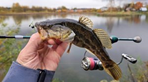 Ловля ротана на силиконовые приманки. Джиг риг или мормышка? Клюёт на всё!