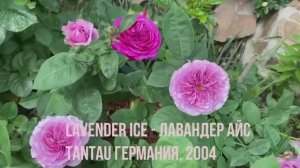 Лавандер Айс, Хайди Клум и компания роз в саду....Надья Мейделанд....