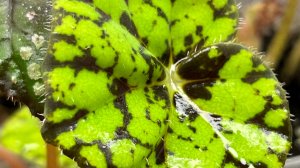 Обзор малышей!  Обмен растениями!Прибавление!