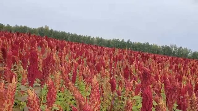поле амаранта