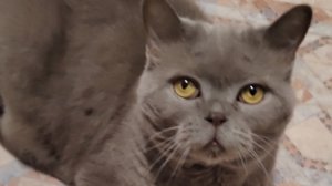 Приготовила новый рис.Вроде нормально 👌.Новая формочка 👍 пришла.