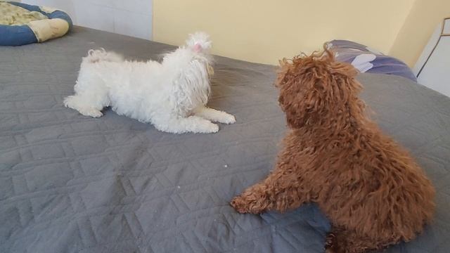 Пудели лучше собаки смотреть онлайн