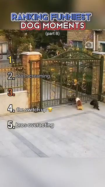 Приколы с животными