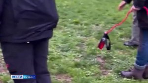 Питомец-невидимка: выгуливание воображаемых собак стало новым трендом среди зумеров